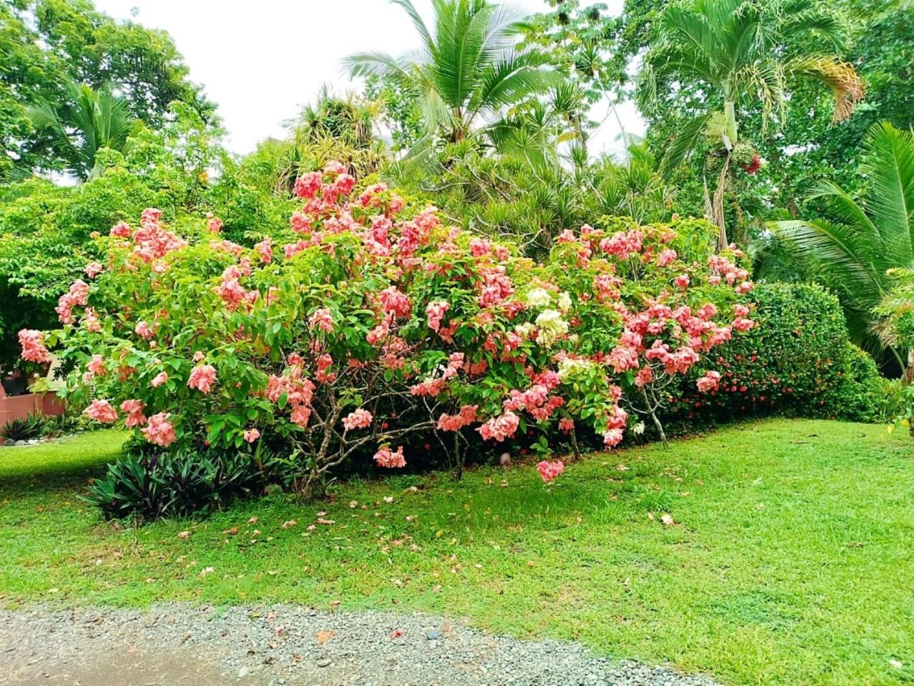 Hotel La Diosa Cahuita Luaran gambar