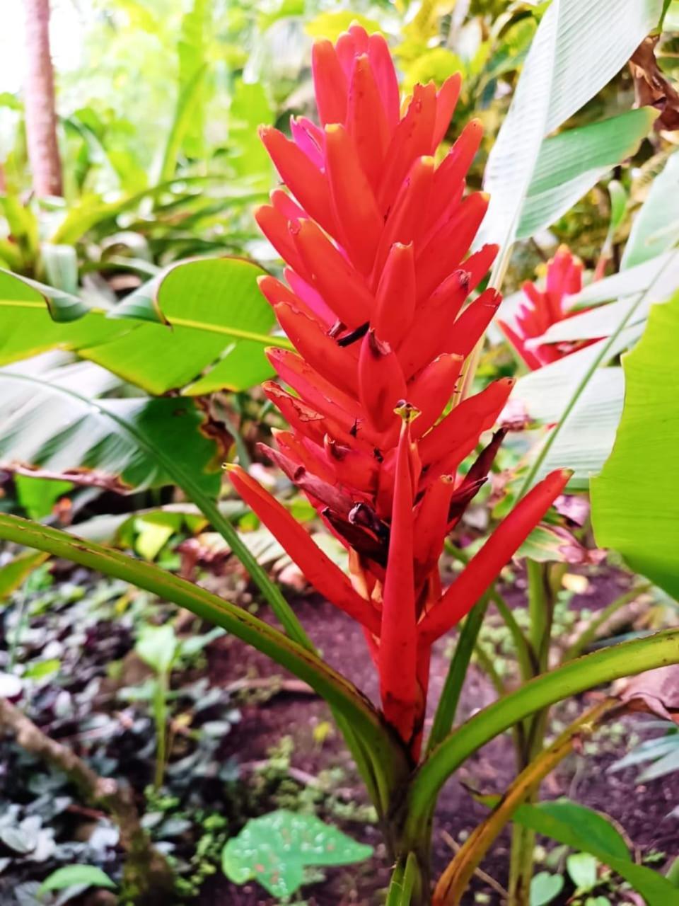 Hotel La Diosa Cahuita Luaran gambar